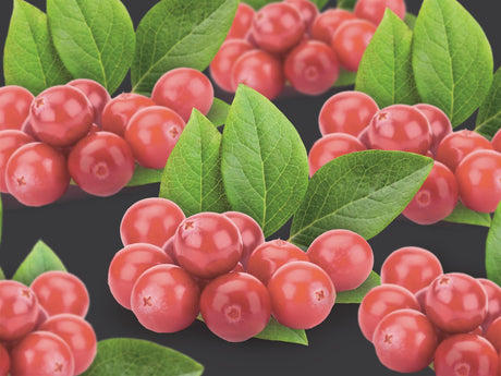 Livraison plante Vaccinium Corymbosum Pink Berry +3.0 Label - Ø17cm - ↕75cm