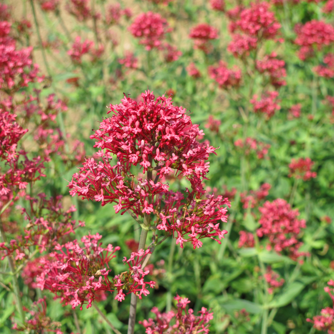 plante valeriane Valériane Rouge 'Coccineus'