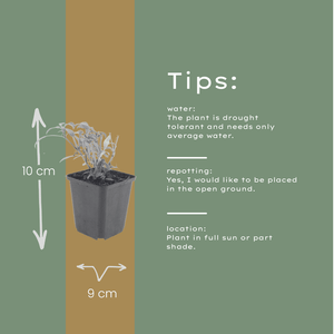 Livraison plante Valeriane rouge