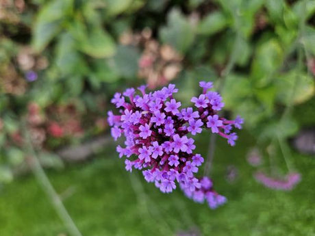 Livraison plante Verbena Bonariensis