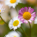 Vergerette De Karvinski (Erigeron karvinskianus) 'Erigeron karvinskianus'