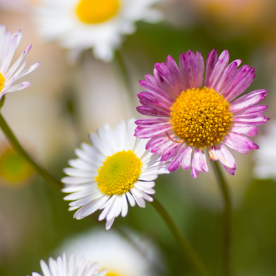 Vergerette De Karvinski (Erigeron karvinskianus) 'Erigeron karvinskianus'