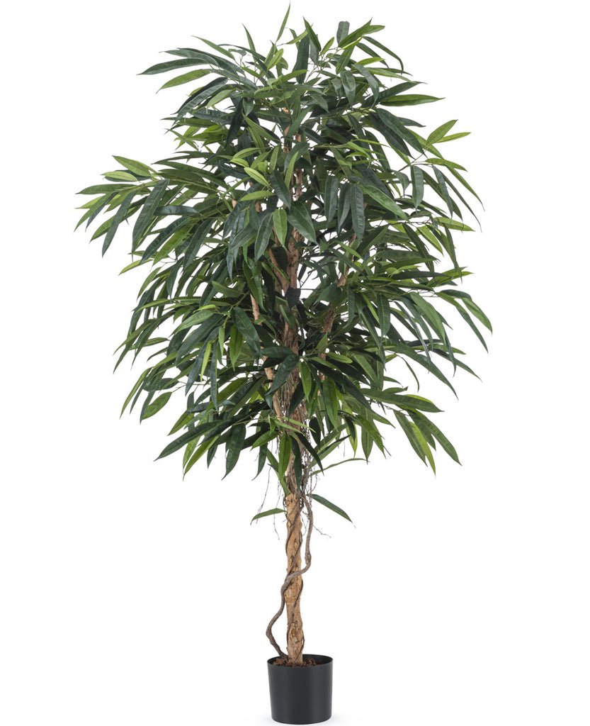 Livraison plante Veronica Longifolia Royale - Arbre artificiel