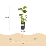Livraison plante Vigne Himrod – Lot de 2 – Pot 15 cm – Hauteur 50 cm