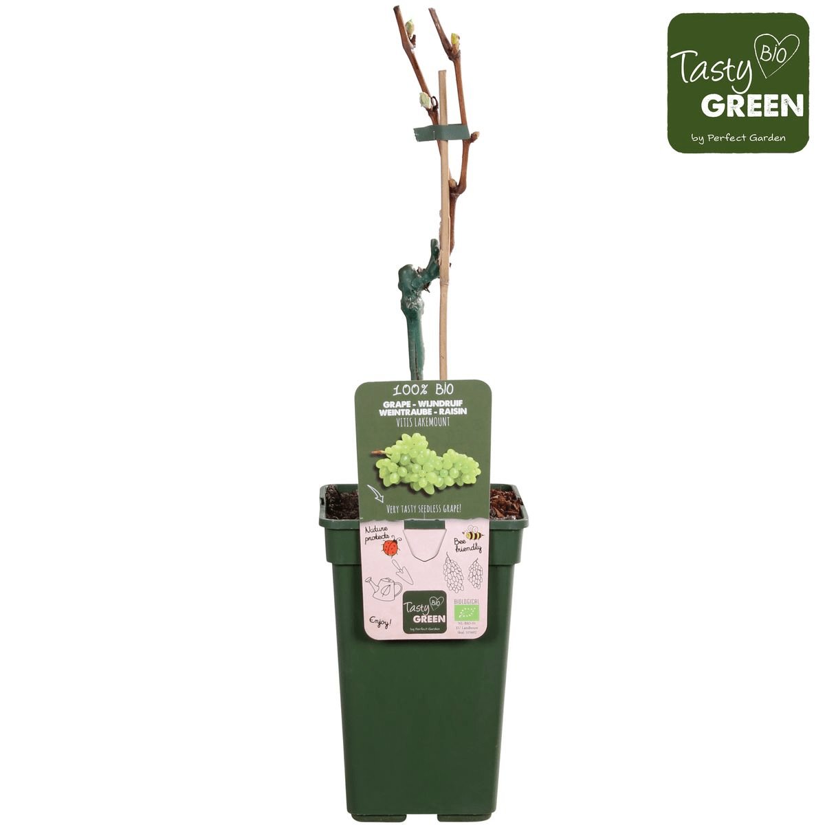 Livraison plante Vigne raisin sans pepin 'Lakemount' - ↨50cm - Ø19 - arbuste fruitier