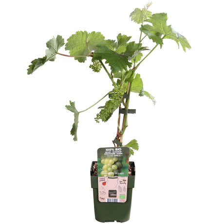 Livraison plante Vigne raison blanc 'Johannes' - arbuste fruitier