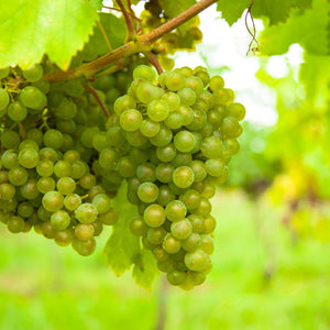 Livraison plante Vigne Vroege van der Laan – Lot de 2 – Pot 15 cm