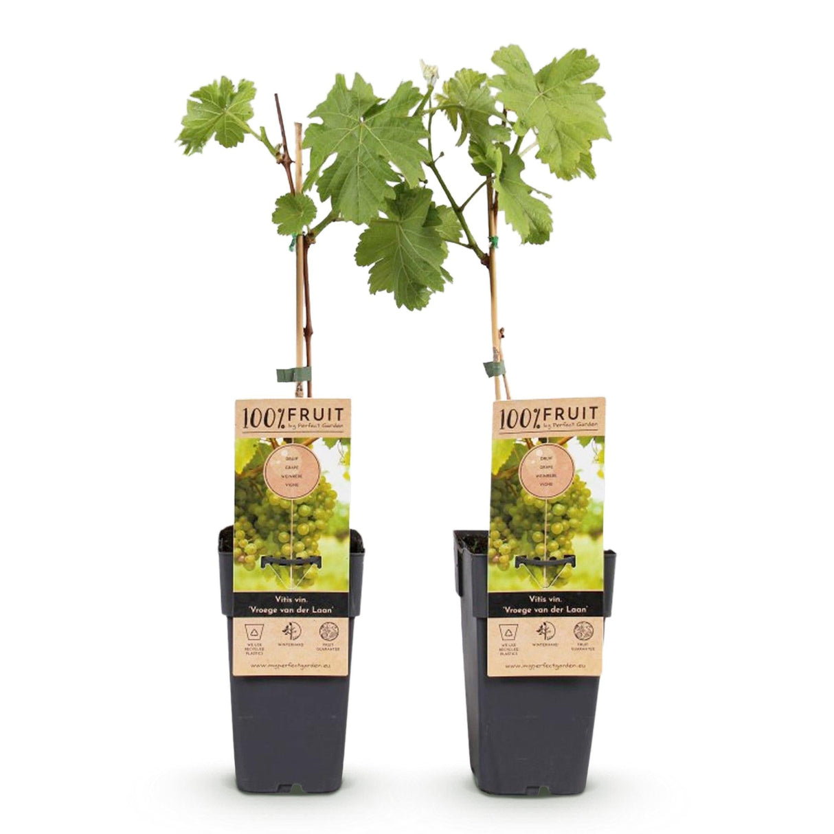 Livraison plante Vigne Vroege van der Laan – Lot de 2 – Pot 15 cm