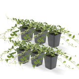 Livraison plante Vinca minor 'Alba' - Lot de 6