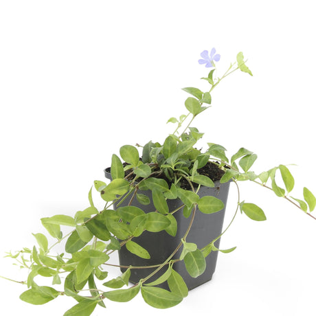 Livraison plante Vinca minor - Lot de 6