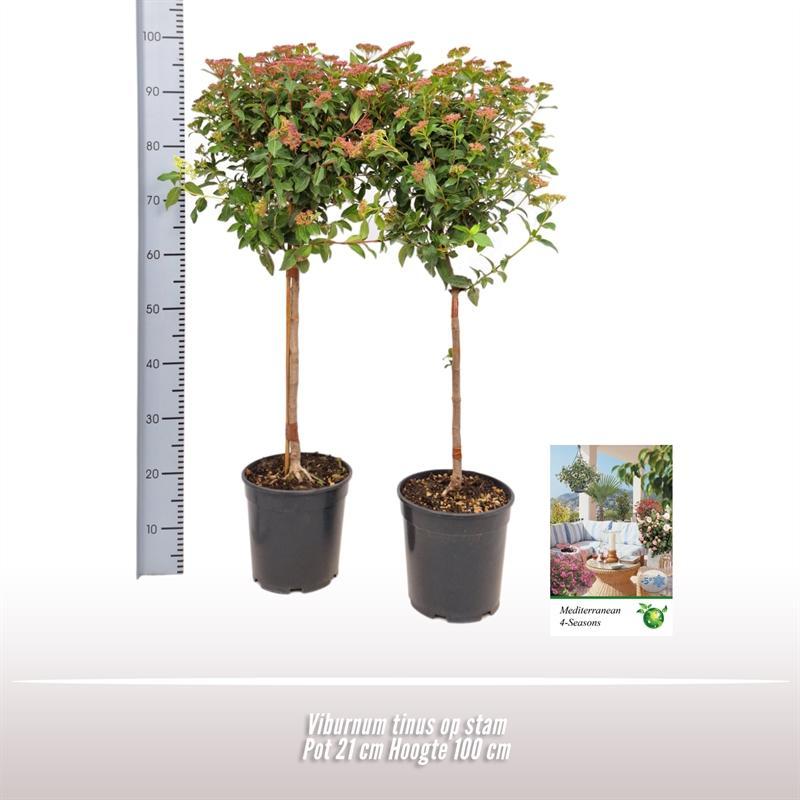 Livraison plante Viorne en pot d21cm h100cm
