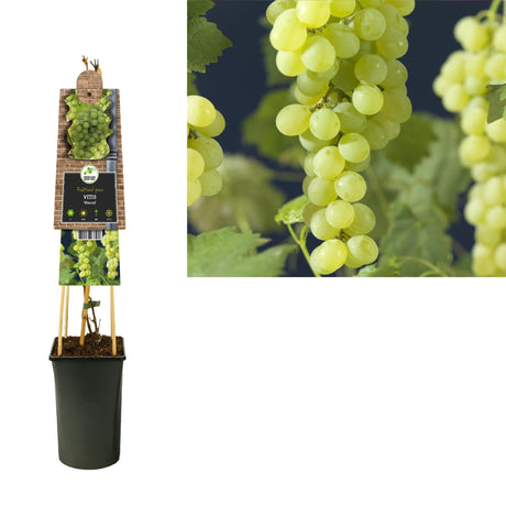 Livraison plante Vitis 'Himrod' +3.0 Label - Ø17cm - ↕75cm