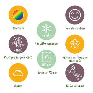 Livraison plante Vivaces d'ombre Mix – Lot de 8 – Pot 11 cm