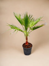 Livraison plante Washingtonia Palmier