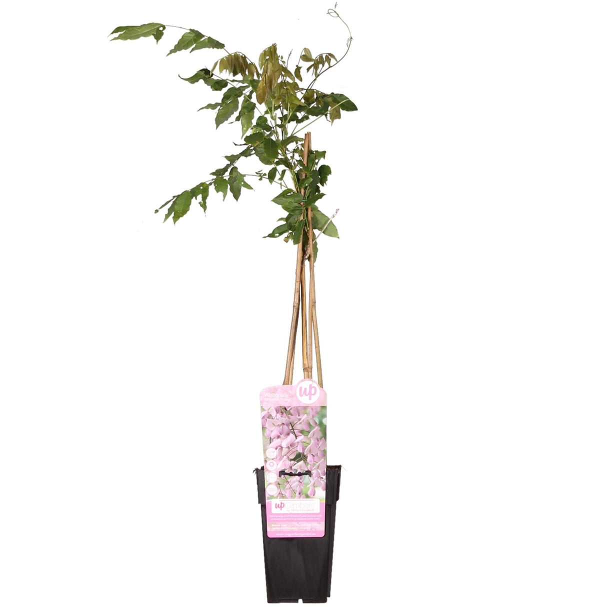 Livraison plante Wisteria Floribunda 'Rosea' - ↨65cm - Ø15