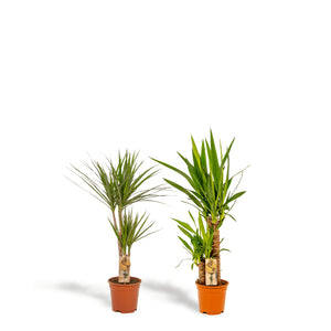 Livraison plante Yucca, Dracaena, duo de plantes h90cm