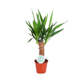 Livraison plante Yucca Elephantipes