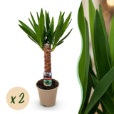 Livraison plante Yucca elephantipes