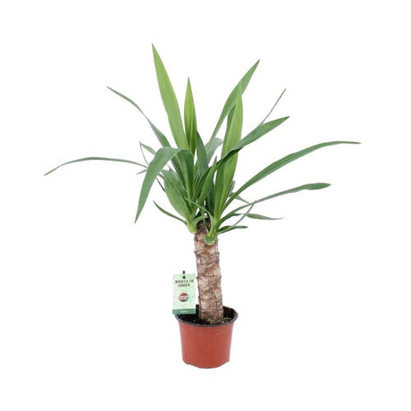 Livraison plante Yucca Elephantipes