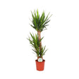 Livraison plante Yucca Elephantipes