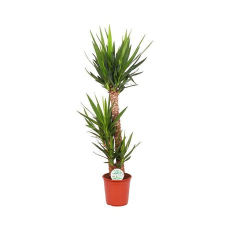 Livraison plante Yucca Elephantipes
