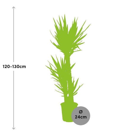 Livraison plante Yucca Elephantipes