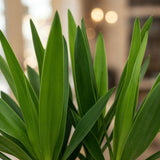 Livraison plante Yucca elephantipes d14cm H55cm