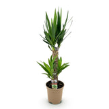Livraison plante Yucca elephantipes d17cm h75cm