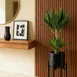 Livraison plante Yucca elephantipes d17cm h75cm