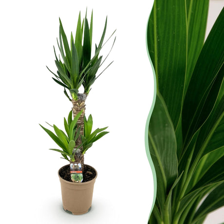 Livraison plante Yucca elephantipes d17cm h75cm