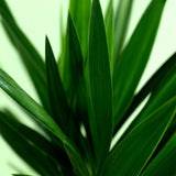 Livraison plante Yucca elephantipes d19 cm H120 cm