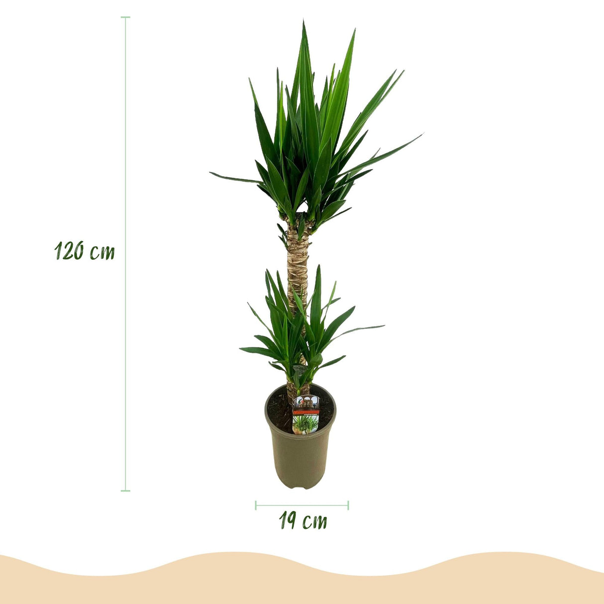 Livraison plante Yucca elephantipes d19 cm H120 cm