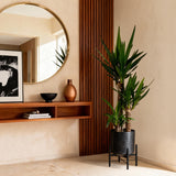 Livraison plante Yucca elephantipes d21cm h100cm