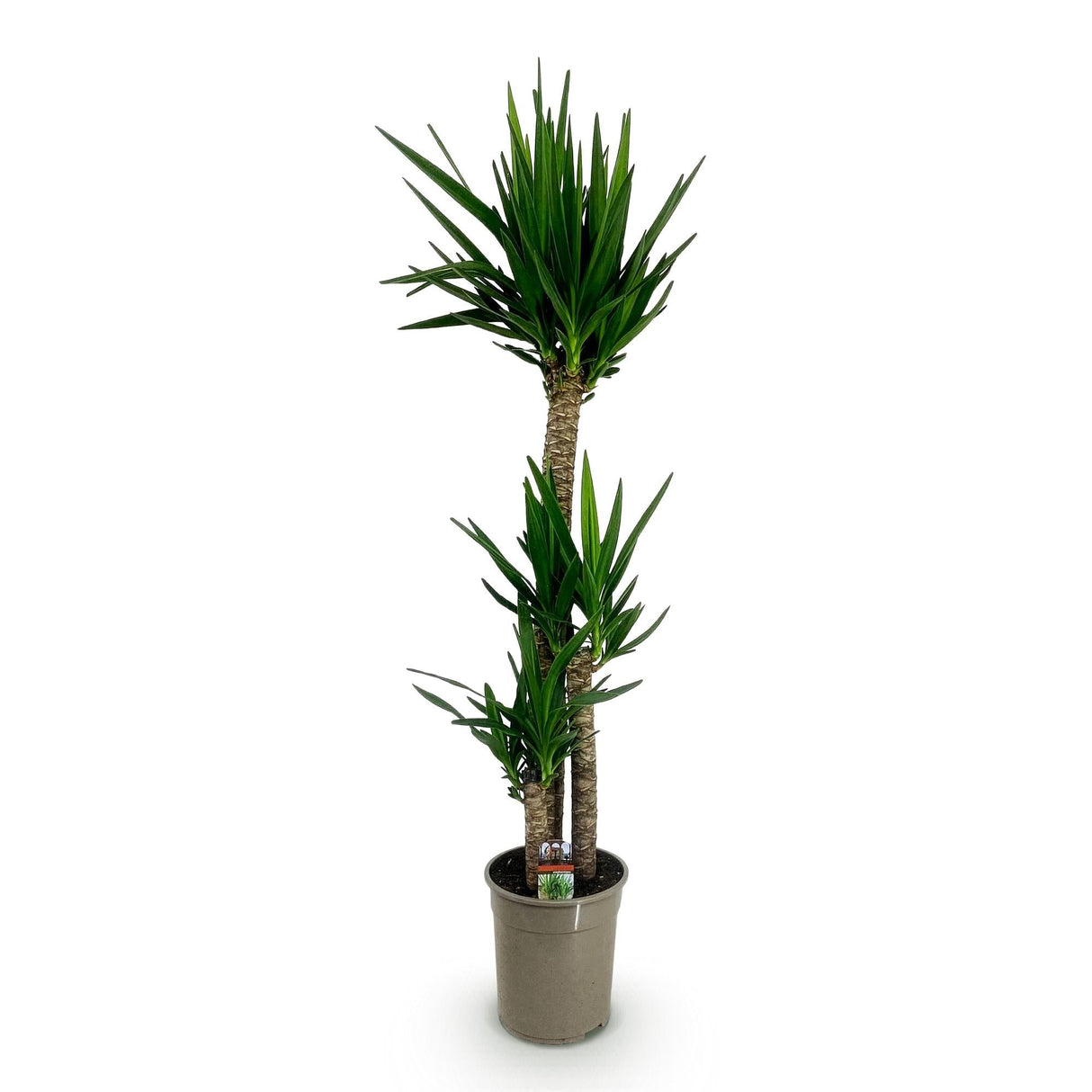Livraison plante Yucca elephantipes d24cm H140cm
