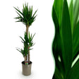 Livraison plante Yucca elephantipes d27cm H170cm