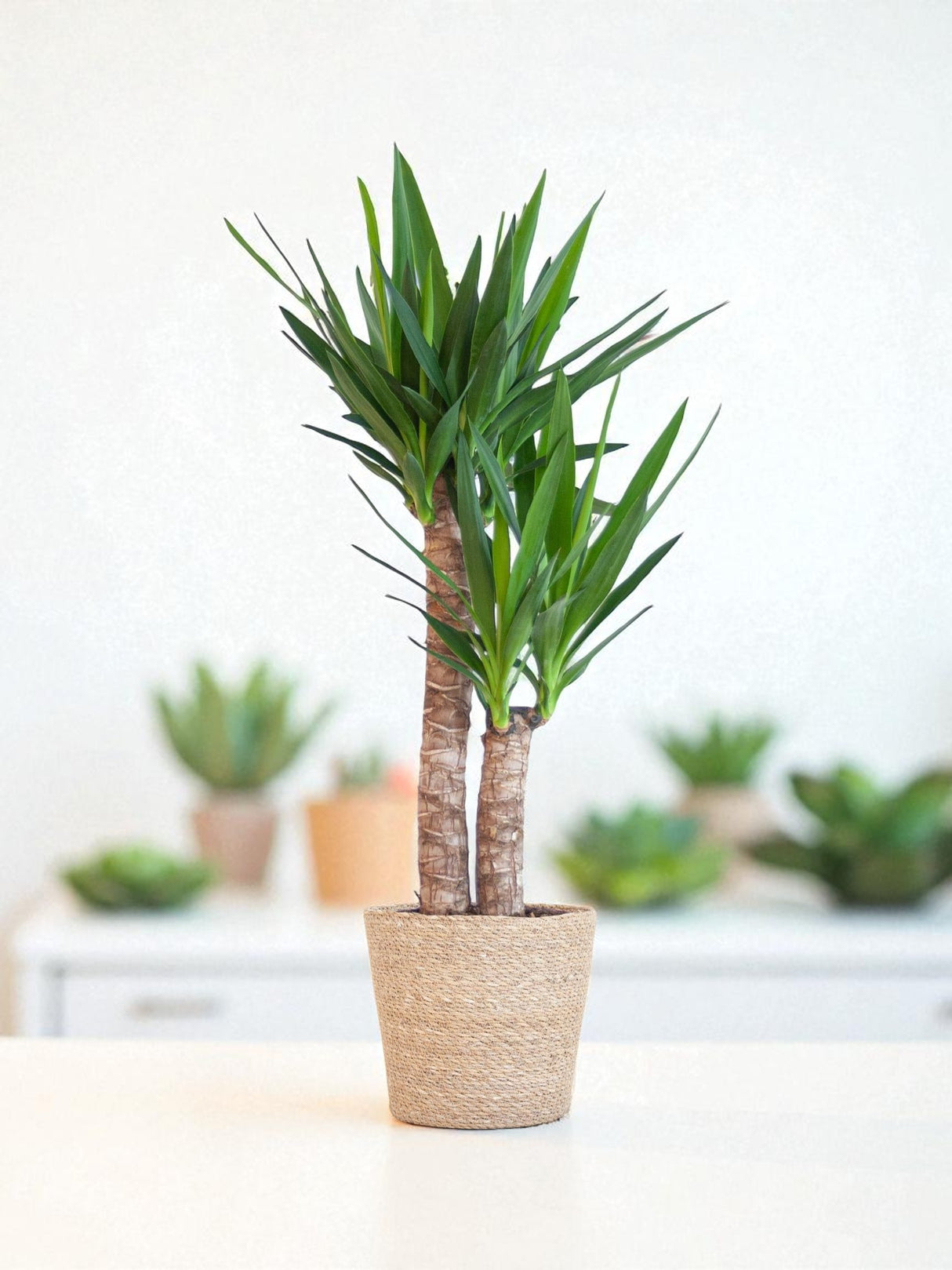 Yucca Elephantipes et son pot