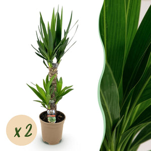 Livraison plante Yucca elephantipes – Lot de 2 – Pot 17 cm – Hauteur 75 cm