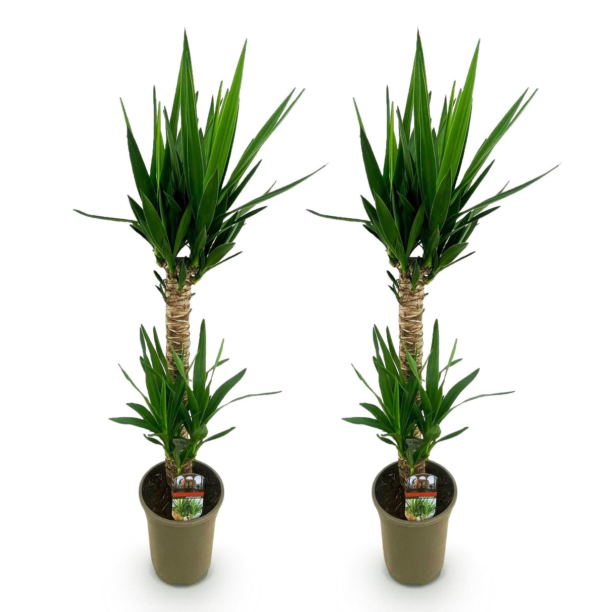 Livraison plante Yucca elephantipes – Lot de 2 – Pot 19 cm – Hauteur 120 cm