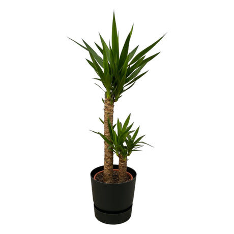 Livraison plante Yucca et son pot