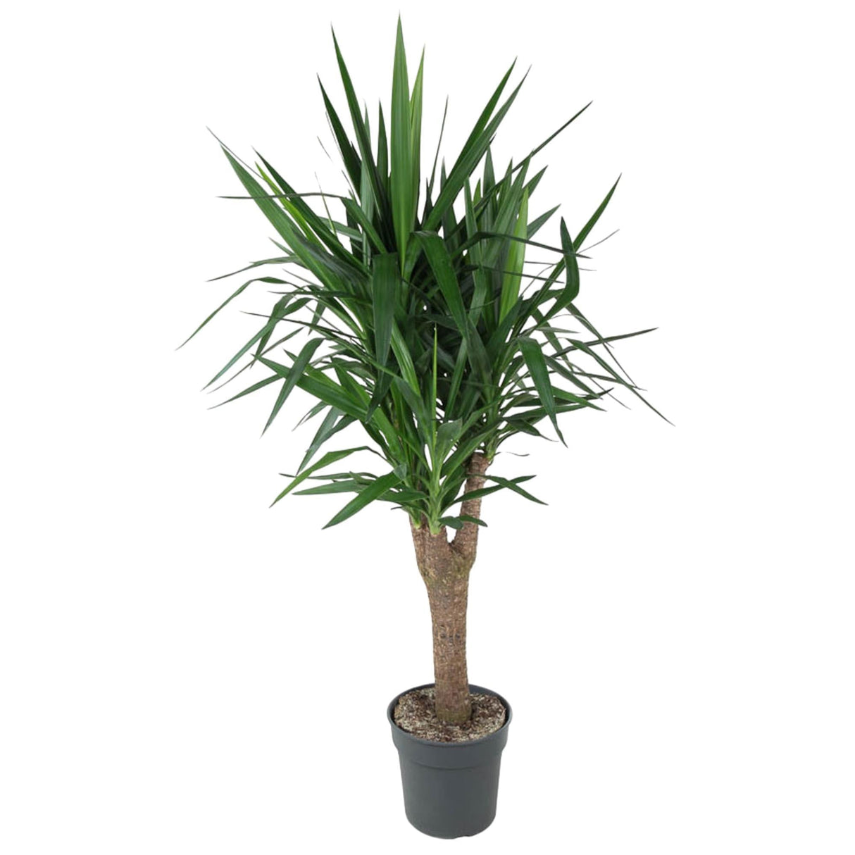 Livraison plante Yucca Pied d'éléphant