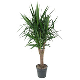 Livraison plante Yucca Pied d'éléphant