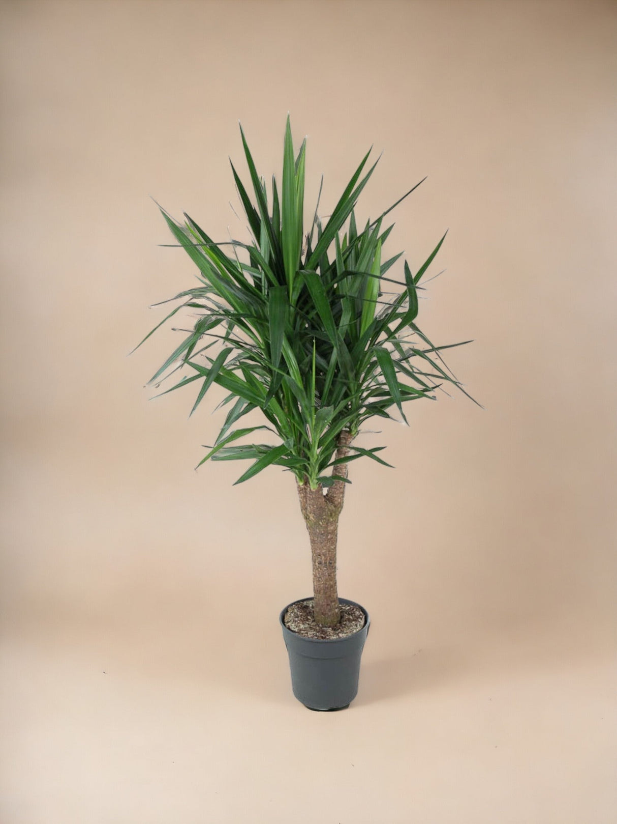 Livraison plante Yucca Pied d'éléphant