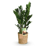 Livraison plante Zamioculcas et panier H70 cm