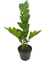 Livraison plante Zamioculcas - Plante verte artificielle