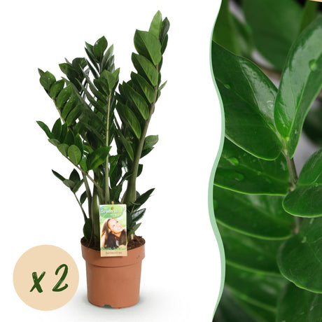 Livraison plante Zamioculcas zamiifolia