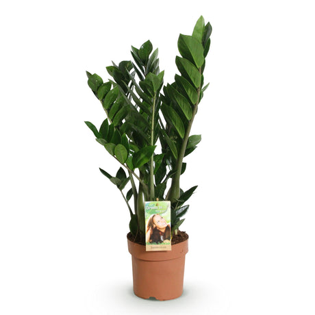 Livraison plante Zamioculcas zamiifolia