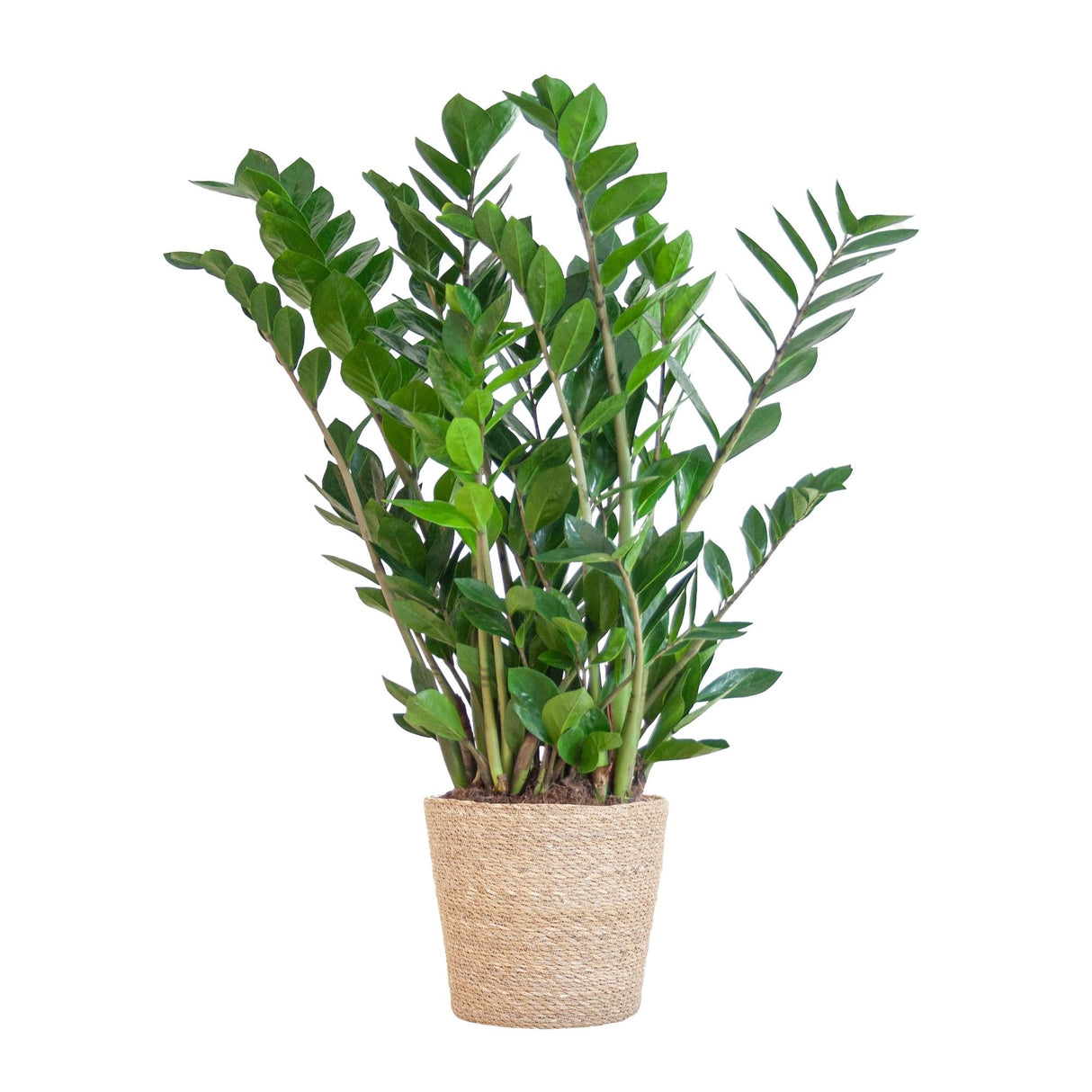 Livraison plante Zamioculcas Zamiifolia et son pot