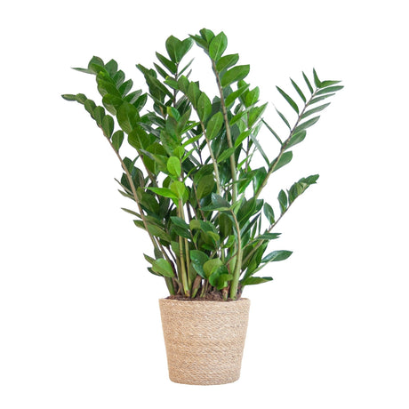 Livraison plante Zamioculcas Zamiifolia et son pot