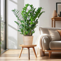 Zamioculcas Zamiifolia et son pot
