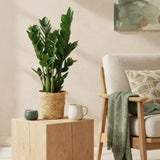 Livraison plante Zamioculcas zamiifolia – Lot de 2 – Pot 17 cm